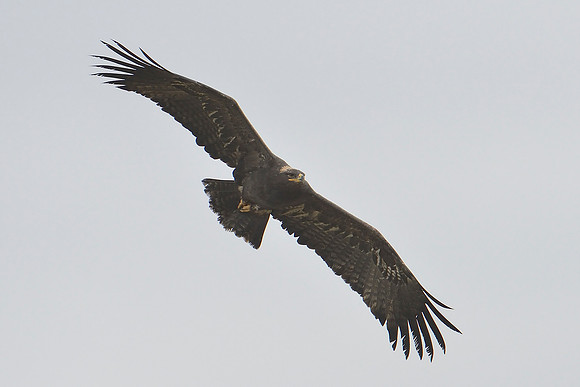 Steppe Eagle