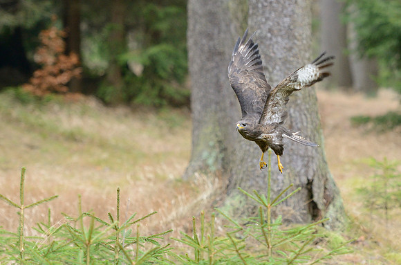 Common Buzzard