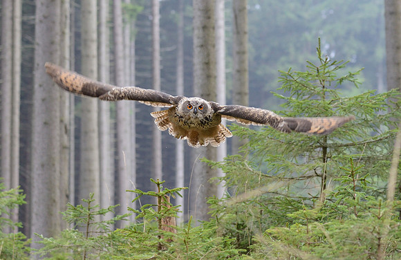 Eurasian eagle owl