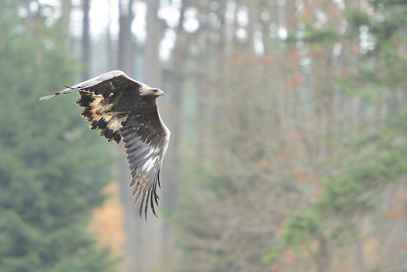 Steppe Eagle