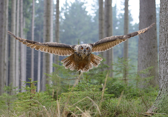 Eurasian eagle owl