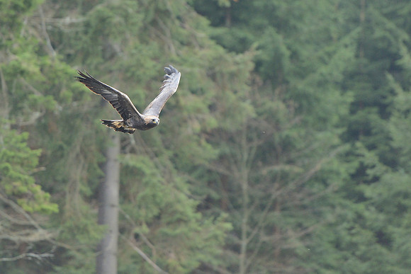 Steppe Eagle