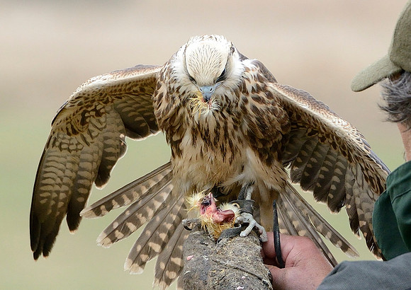 Peregrine Falcon