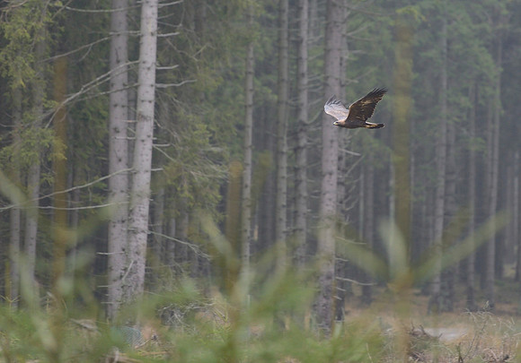 Steppe Eagle
