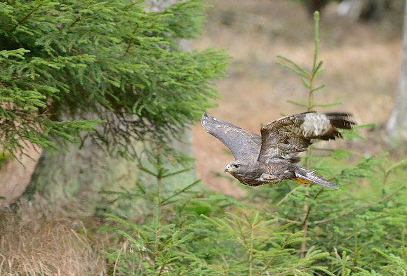Common Buzzard