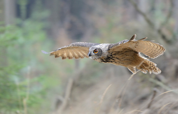 Eurasian eagle owl