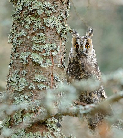Long eared owl