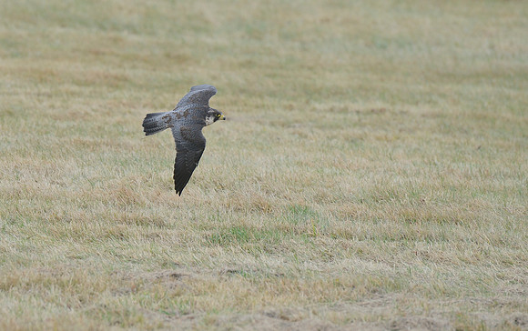 Peregrine Falcon