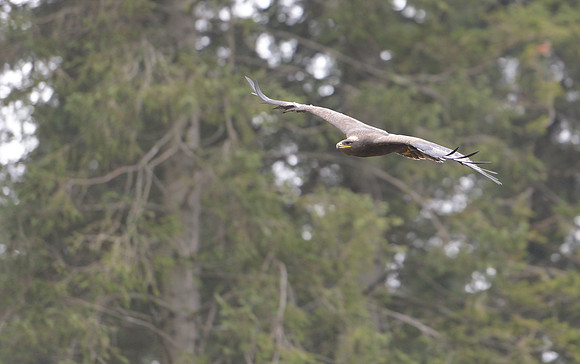 Steppe Eagle