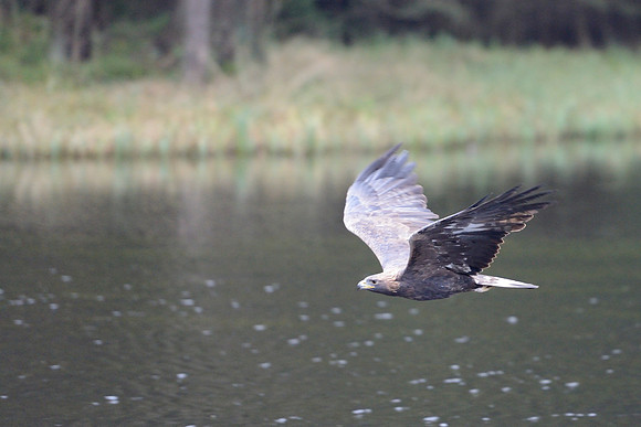 Golden eagle