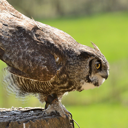 Great Horned Owl ("Desmond")
