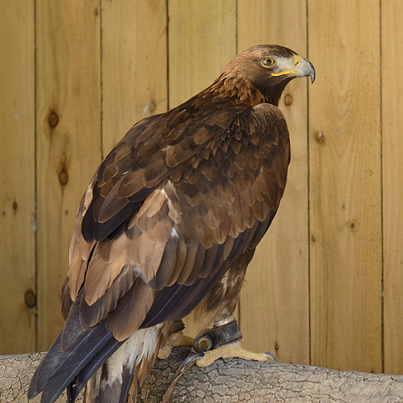 Golden Eagle ("Rob")