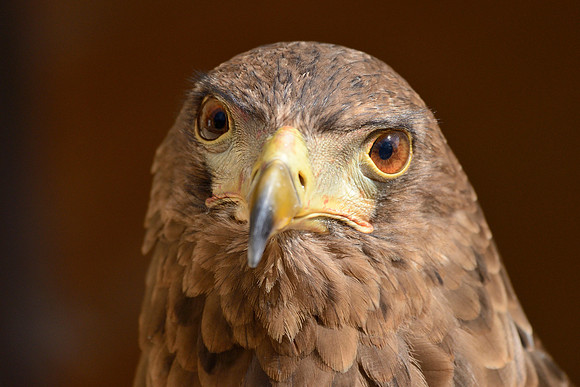 Bateleur Eagle