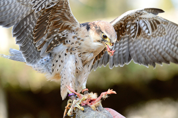 Lanner Falcon ("Roy")