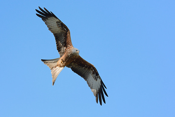 Red Kite