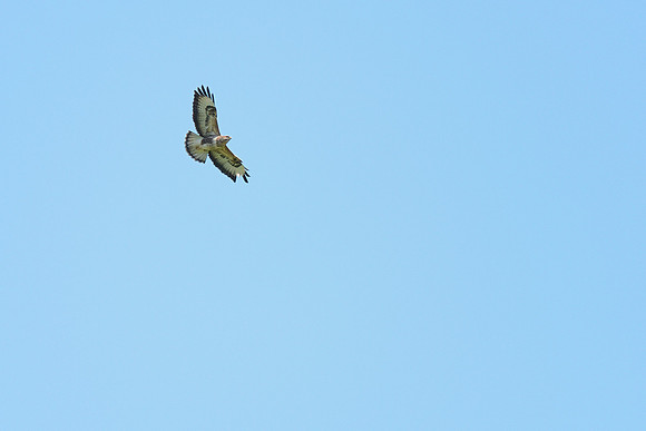 Wild Buzzard