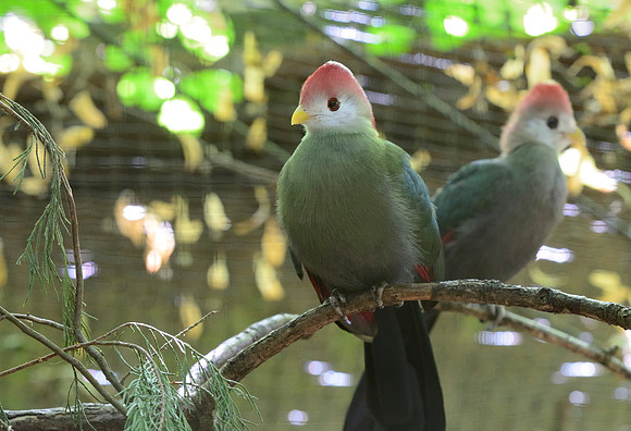 Red-Crested Turaco