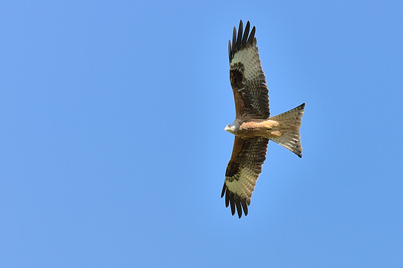 Red Kite