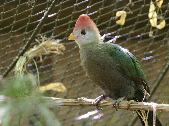 Red-Crested Turaco