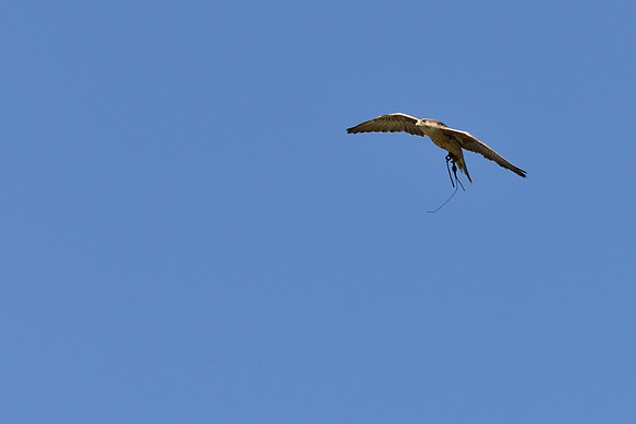 Lanner Falcon ("Roy")