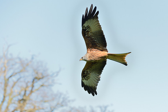 Red Kite