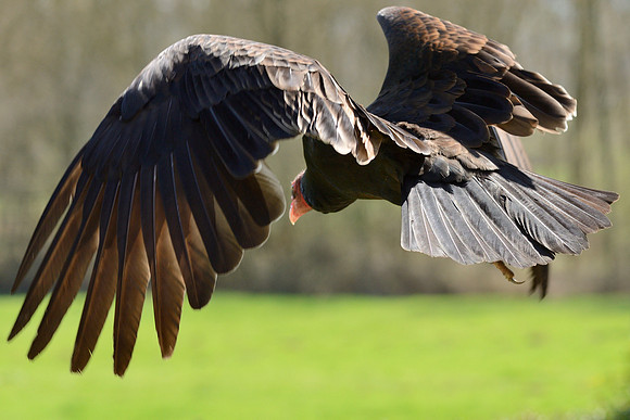 Turkey Vulture ("Maggie")