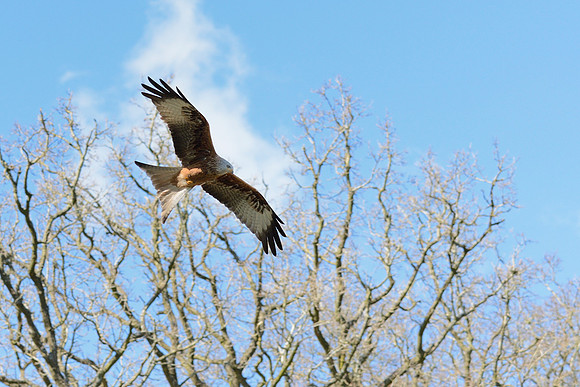 Red Kite