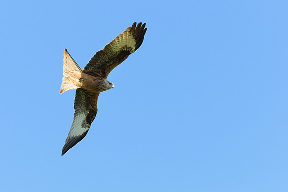 Red Kite