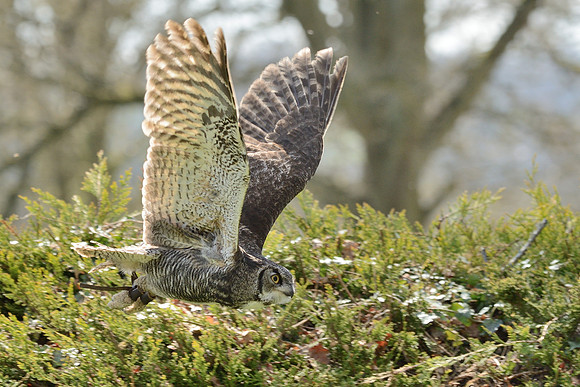 Great Horned Owl ("Desmond")