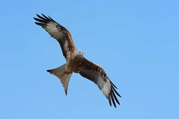 Red Kite