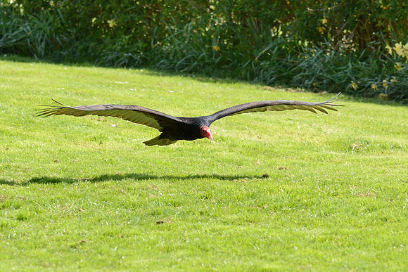 Turkey Vulture ("Maggie")