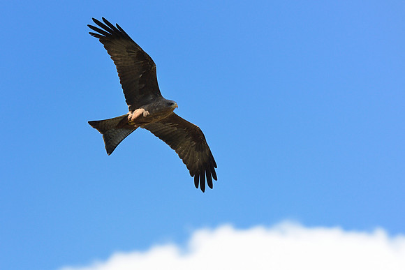 Black Kite
