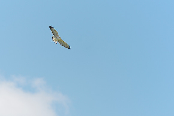 Red Backed Hawk ("Felix")