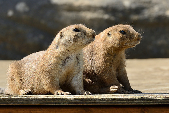 Prairie Dogs