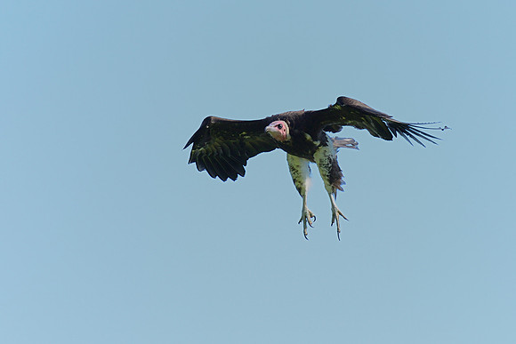 Hooded Vulture