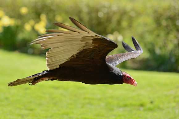 Turkey Vulture ("Maggie")