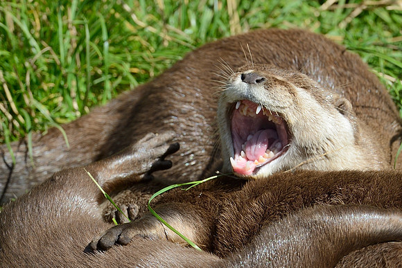 Otters