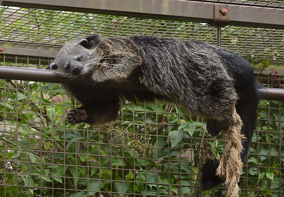 Binturong (Bearcat)