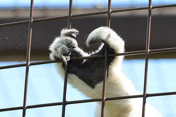 Crowned Sifaka