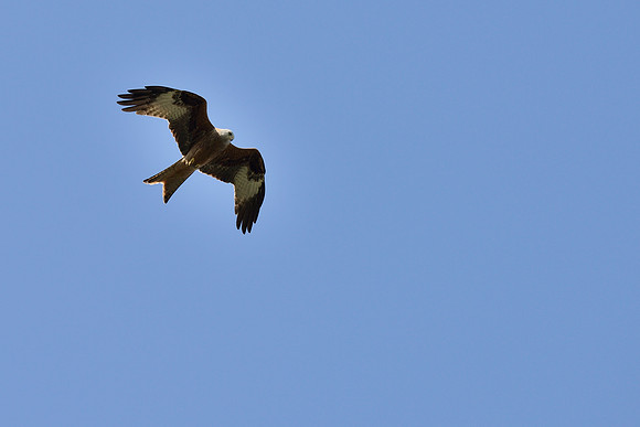 Red Kite