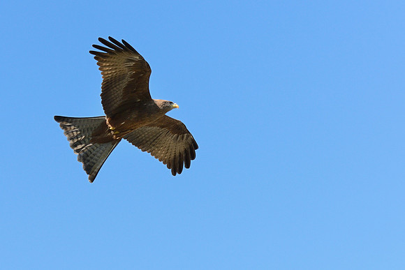 Black Kite