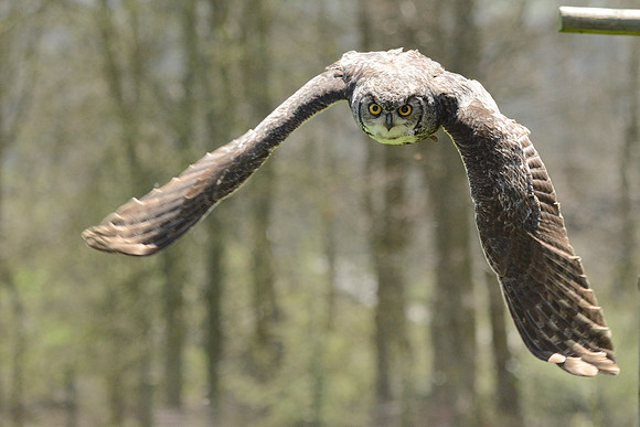 Great Horned Owl ("Desmond")