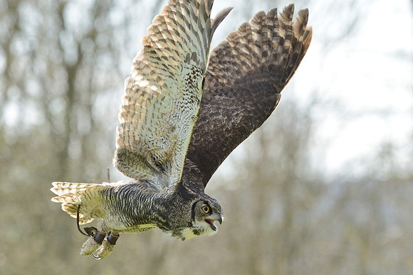 Great Horned Owl ("Desmond")