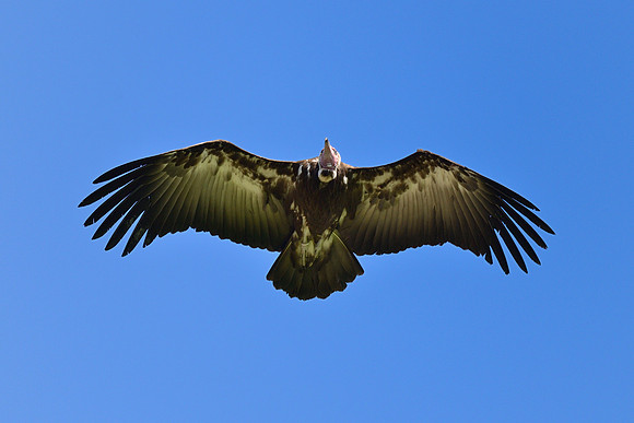 Hooded Vulture