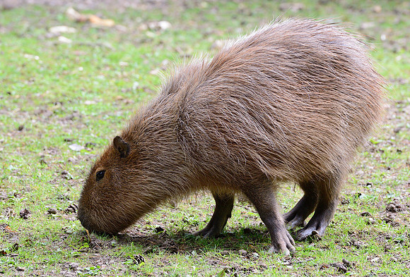 Capybara