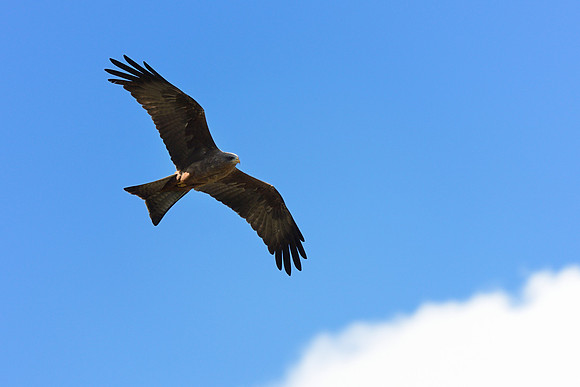 Black Kite