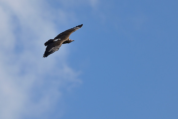 Hooded Vulture