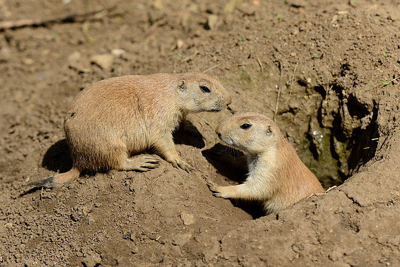 Prairie Dogs