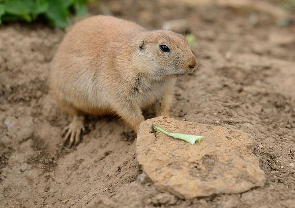 Prairie Dogs