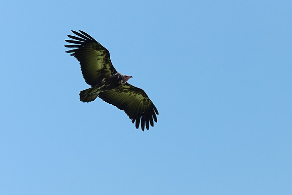 Hooded Vulture